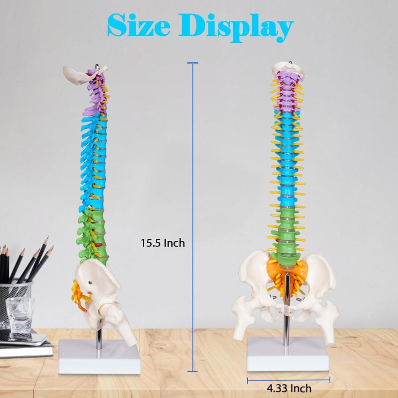 breesky Scientific Mini Spine Model, 15.5’’ Anatomical Spine Model with All Nerves, Human Anatomy Model with Stand for Instruction, Study and Display - Image 4